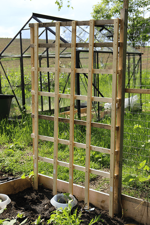 Rankhilfen im Gemüsegarten – Tipps für Bohnen und Co