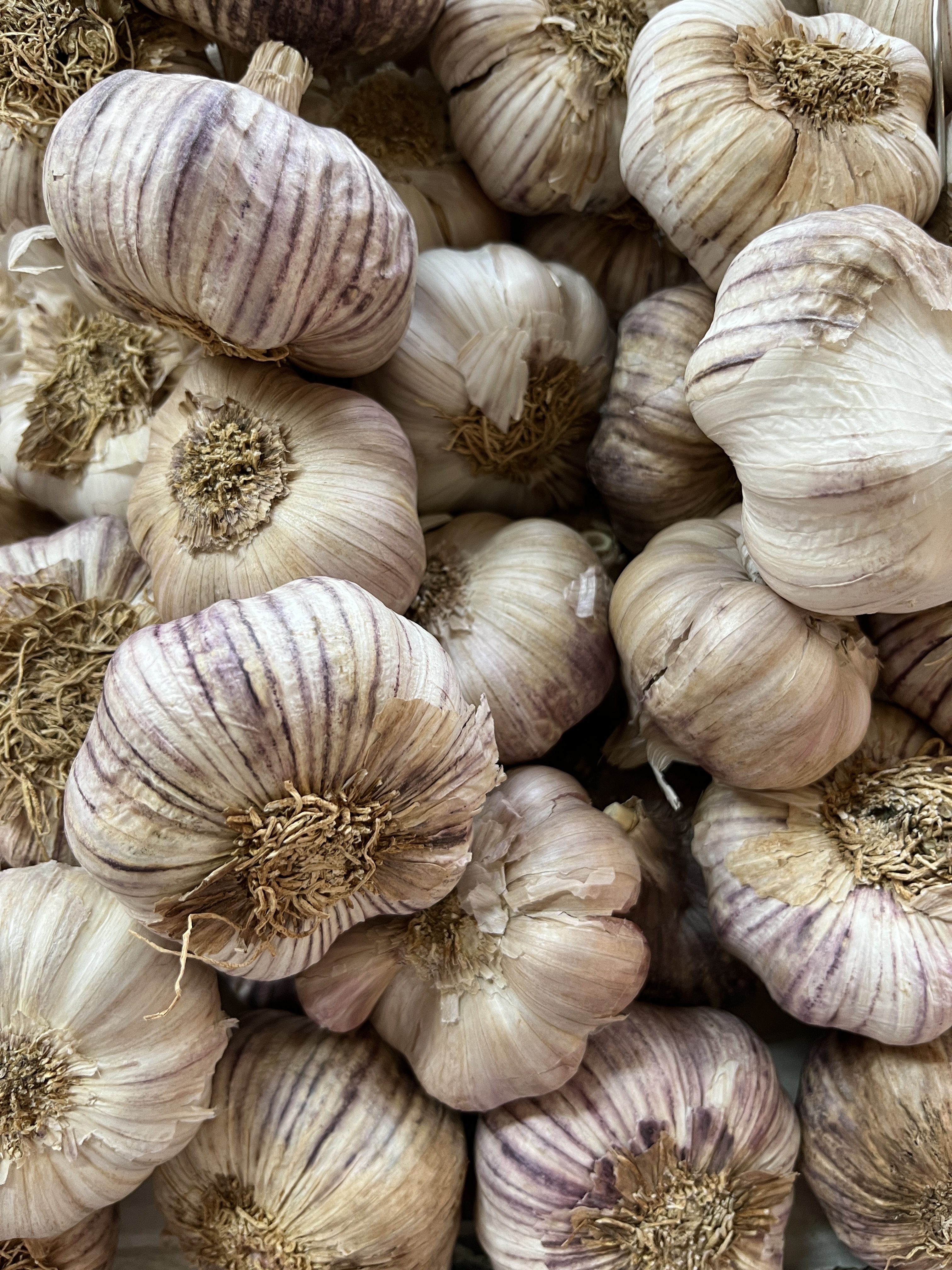 Knoblauch im Herbst stecken: So erntest du im nächsten Sommer deine eigenen Knollen